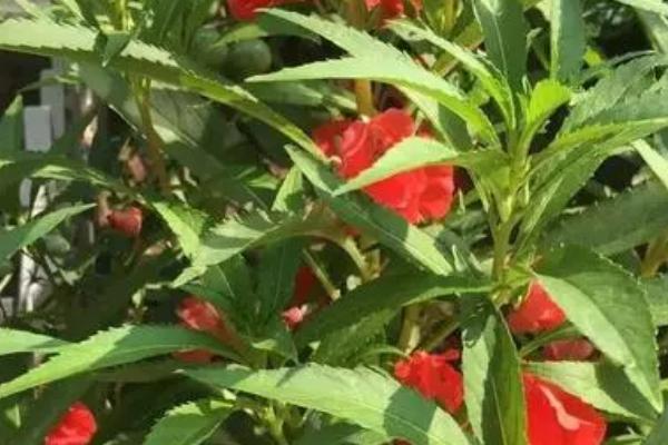 海娜花什么时候开花，在6月-10月开花