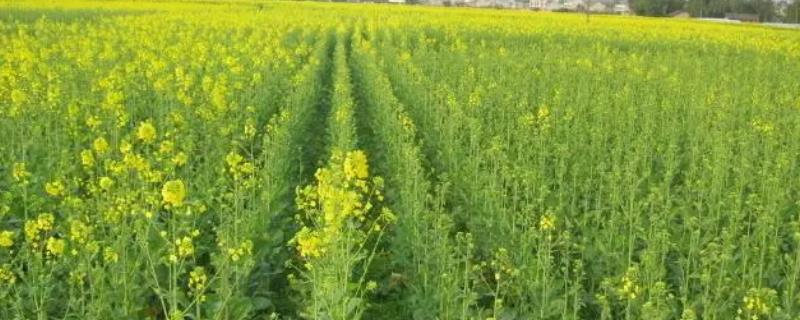 10月份能不能种植油菜