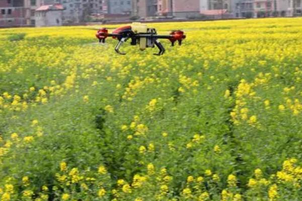 10月份能不能种植油菜,可以种植但主要集中在长江流域