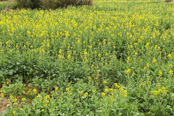 10月份能不能种植油菜,可以种植但主要集中在长江流域