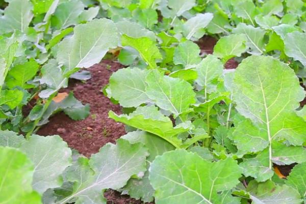 10月份能不能种植油菜,可以种植但主要集中在长江流域