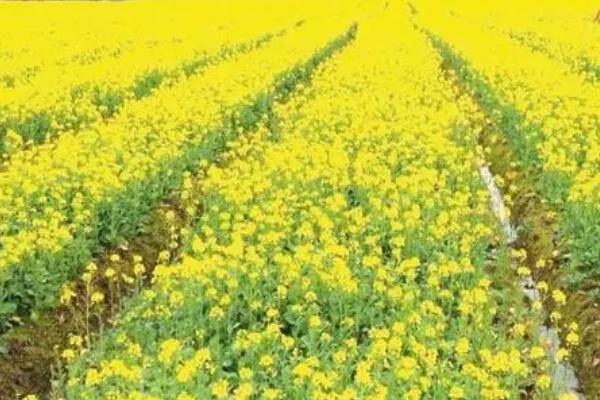 10月份能不能种植油菜,可以种植但主要集中在长江流域