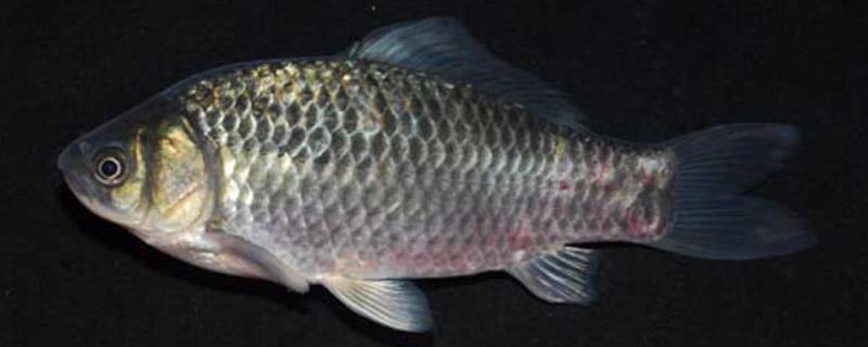 鲫鱼一年能长多大