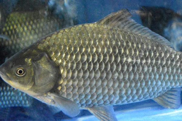 鲫鱼一年能长多大，生长速度与品种、环境有关