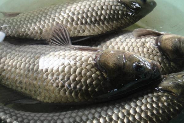 鲫鱼一年能长多大，生长速度与品种、环境有关