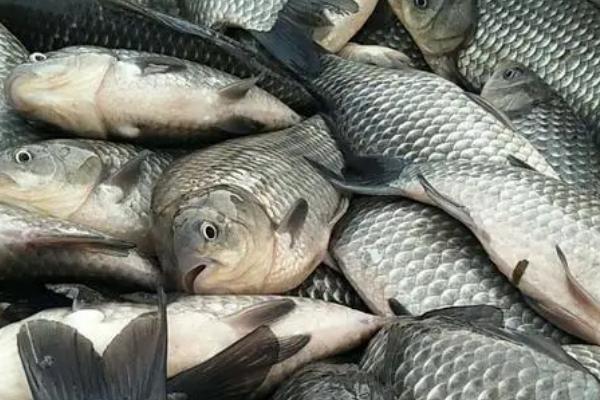 鲫鱼一年能长多大，生长速度与品种、环境有关