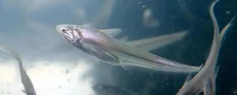 刀鱼是淡水鱼还是海鱼