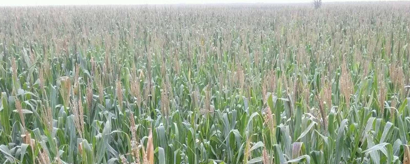 恩禾单1号玉米种子简介