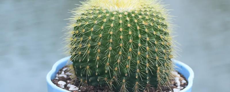 盆栽仙人球的养殖方法