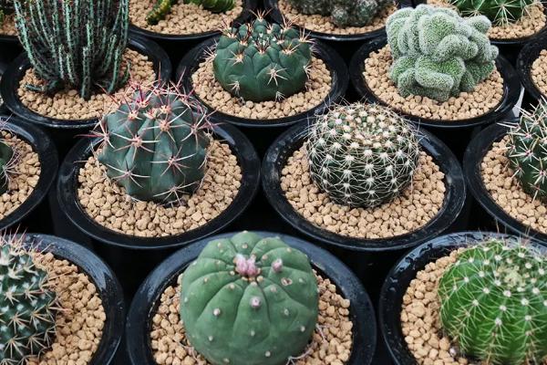 盆栽仙人球的养殖方法，选择比较透气的花盆