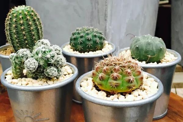 盆栽仙人球的养殖方法，选择比较透气的花盆