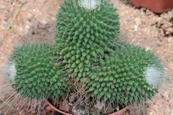 盆栽仙人球的养殖方法，选择比较透气的花盆