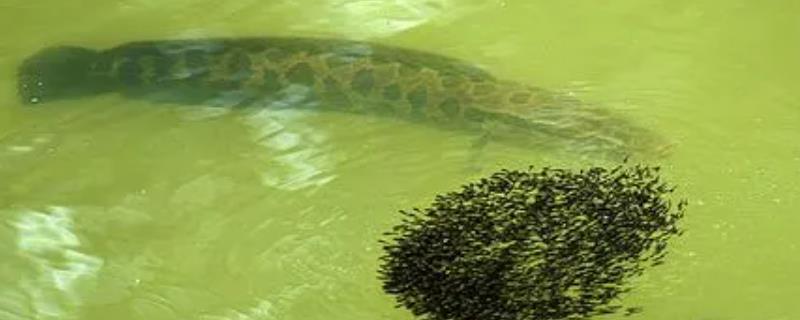 黑鱼一年可以繁殖几次