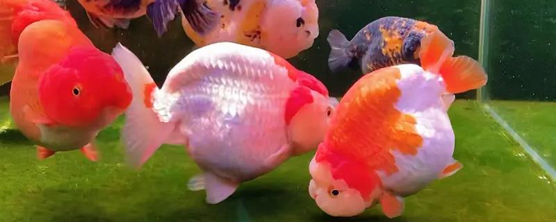 兰寿金鱼颜色变淡的原因