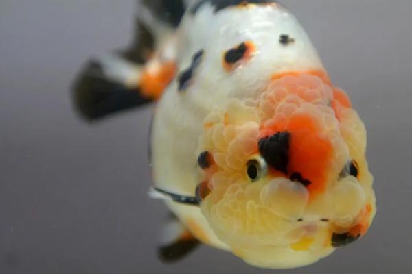 兰寿金鱼颜色变淡的原因，可能是缺少色素或光照