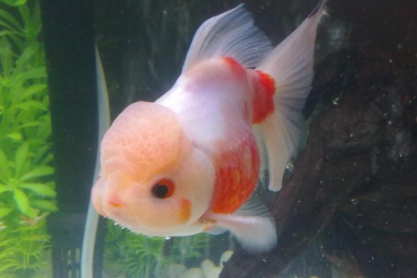 兰寿金鱼颜色变淡的原因，可能是缺少色素或光照