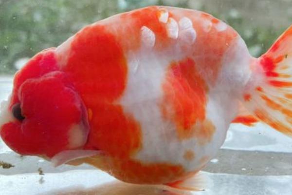 兰寿金鱼颜色变淡的原因，可能是缺少色素或光照