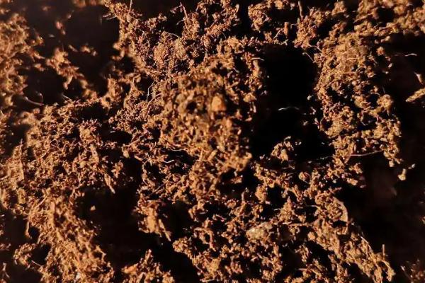 羊粪做肥料的好处，能提供农作物所需全面营养