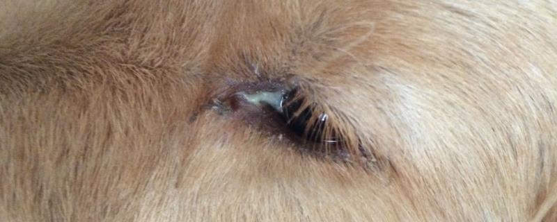 狗狗眼屎黄且浓稠怎么办