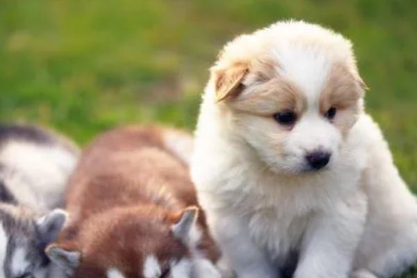 狗狗眼屎黄且浓稠怎么办，及时停止喂食高热量的食物