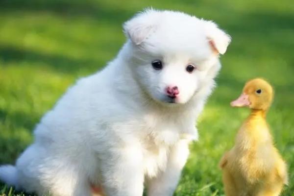 狗狗眼屎黄且浓稠怎么办，及时停止喂食高热量的食物