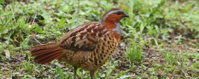 竹鸡的生活习性