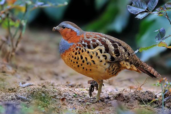 竹鸡的生活习性，喜欢在安静的地方生活