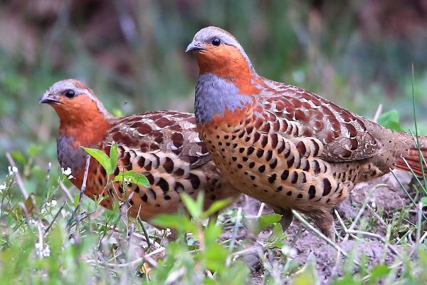 竹鸡的生活习性，喜欢在安静的地方生活