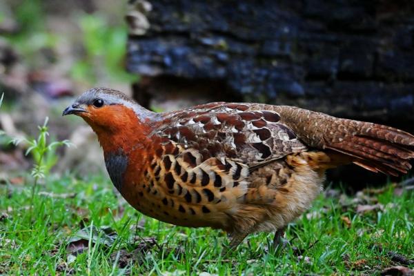 竹鸡的生活习性，喜欢在安静的地方生活
