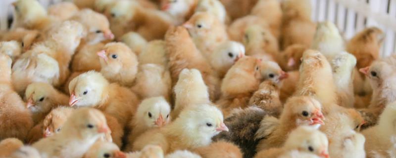 养小鸡苗的注意事项