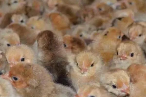 养小鸡苗的注意事项,需控制好密度、光照和湿度等