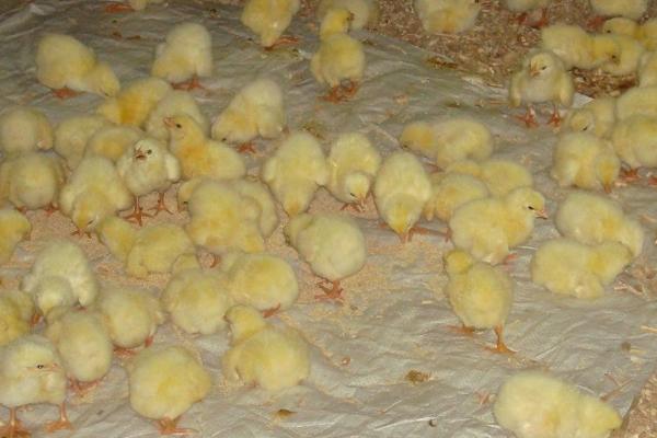 养小鸡苗的注意事项,需控制好密度、光照和湿度等