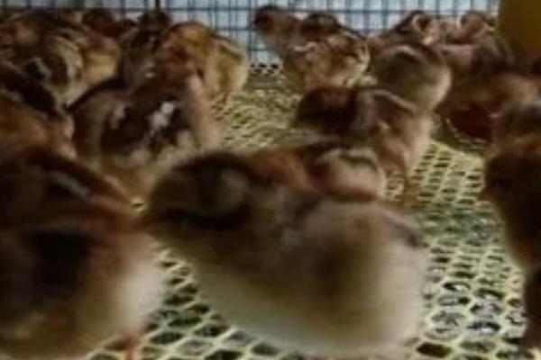 养小鸡苗的注意事项,需控制好密度、光照和湿度等