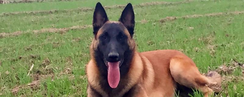 马犬幼犬如何喂养