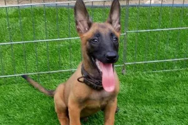 马犬幼犬如何喂养，婴儿期每天需要喂三次