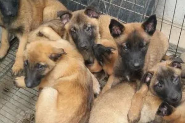 马犬幼犬如何喂养，婴儿期每天需要喂三次