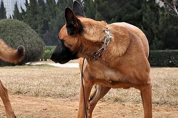 马犬幼犬如何喂养，婴儿期每天需要喂三次