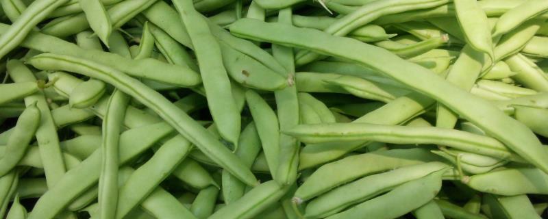 四季豆的培育方法