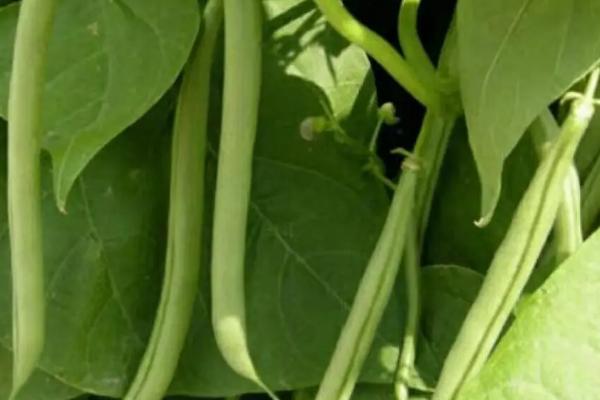 四季豆的培育技巧，7月底播种能获得最高效益
