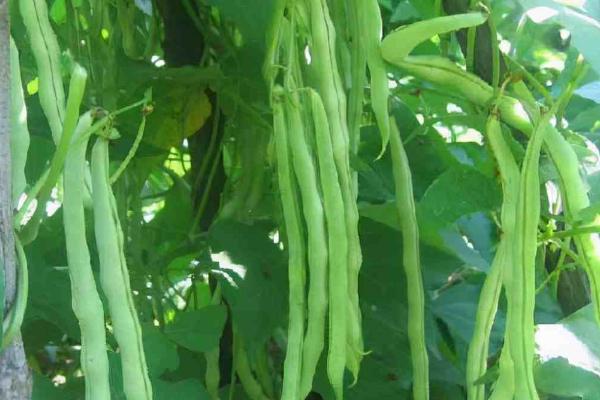 四季豆的培育技巧，7月底播种能获得最高效益