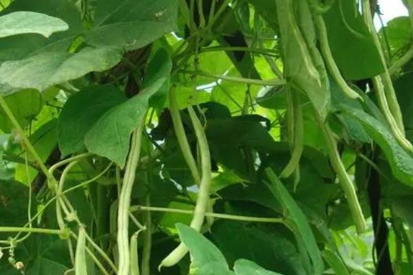 四季豆的培育技巧，7月底播种能获得最高效益