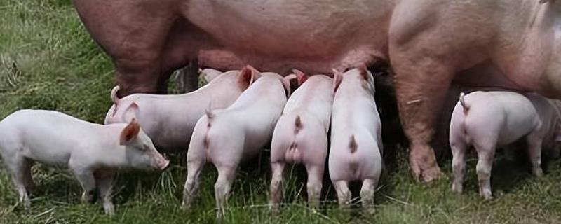 买仔猪到哪里去买