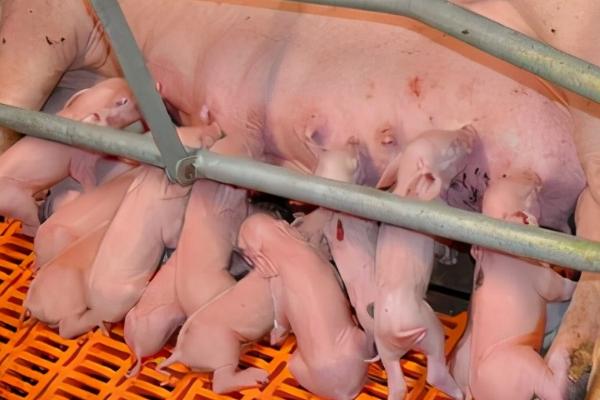 买仔猪到哪里去买,可以去当地养猪繁殖场、养猪合作社等