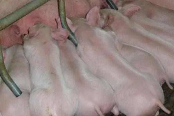 买仔猪到哪里去买,可以去当地养猪繁殖场、养猪合作社等