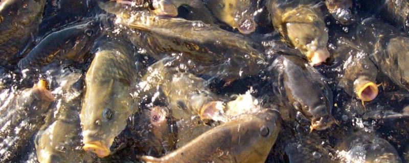 养锦鲤需要在鱼缸里放盐吗