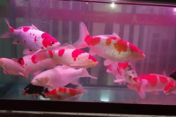 养锦鲤鱼缸里放盐吗,需根据养殖情况来决定