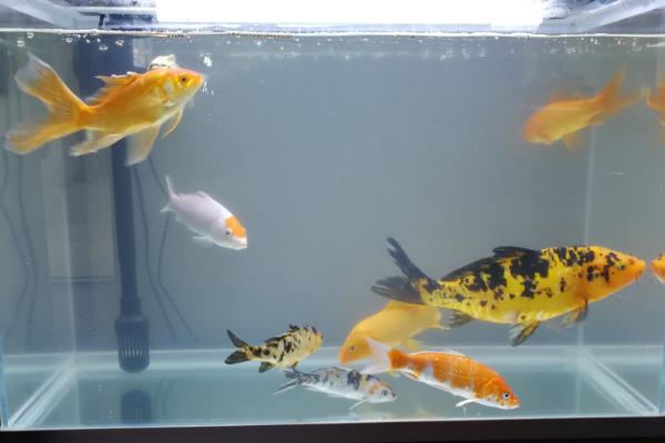 养锦鲤鱼缸里放盐吗,需根据养殖情况来决定