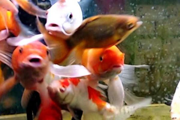 养锦鲤鱼缸里放盐吗,需根据养殖情况来决定