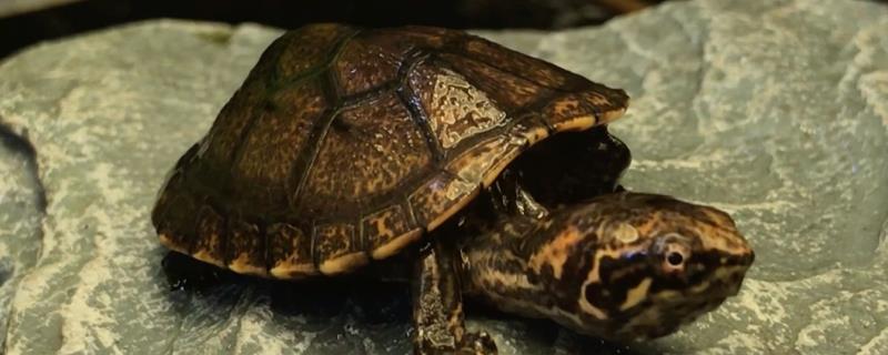 果核泥龟是否需要冬眠