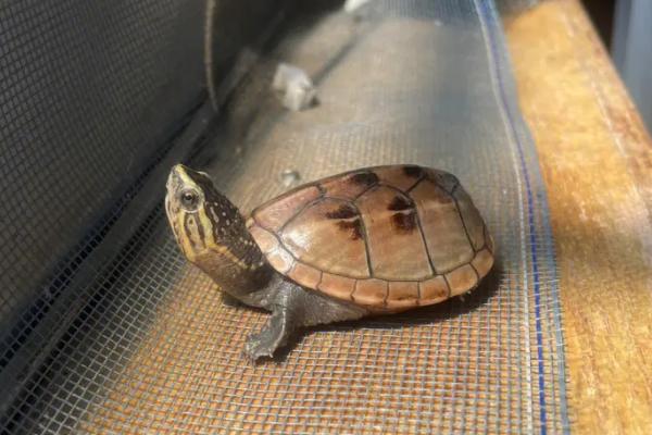 果核泥龟是否需要冬眠，主要取决于个人意愿